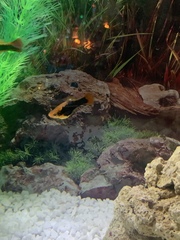 Platy fish pregnant?