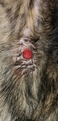 Any vets/ vet nurses about please? (Yucky photo warning)