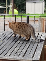 Next door's -thug- cat