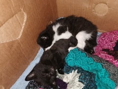 Meet my foster kitty