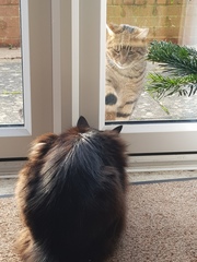 Thug Cat part 2. What, has this thing appeared again tonight?