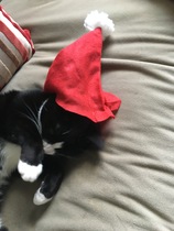 Cat in a festive hat
