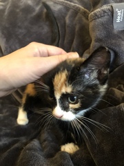 Help me name my new kitten!