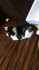 New kitten - too soon?