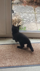 Next door's -thug- cat