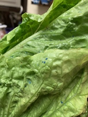 Lidl Lettuce