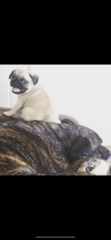 I’m pug sitting. It’s like looking after a baby goat, will he calm down?