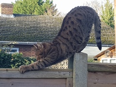 Thug Cat part 2. What, has this thing appeared again tonight?