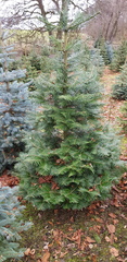 Can anyone identify this Christmas tree variety please?