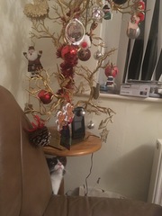 Cat chat - The Ollie and Paws show, with extra Little K drama