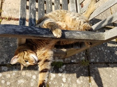 Thug Cat part 2. What, has this thing appeared again tonight?