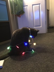 Little mousey fuckers have eaten all the stocking fillers
