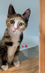 Cattery or neighbour popping in 3x a day?