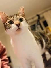 Why is it only kitten pairs in rescues?