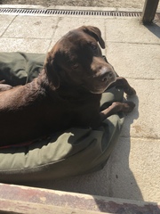 My dog is best dog