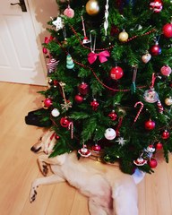How do you decorate?