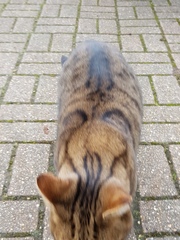 Next door's -thug- cat