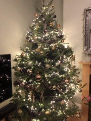 Let’s see your Christmas trees 🎄