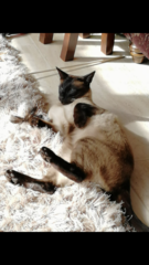 Cat run over and killed yesterday. Heartbroken 💔