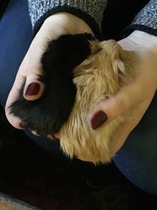 Guinea pigs - advice please for a new owner