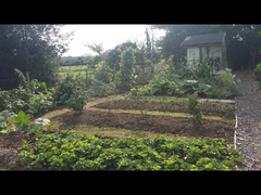 Allotment help please!