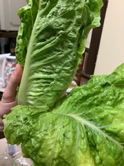 Lidl Lettuce
