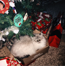 Memey Christmas