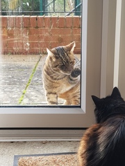 Thug Cat part 2. What, has this thing appeared again tonight?