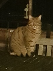 Thug Cat part 2. What, has this thing appeared again tonight?