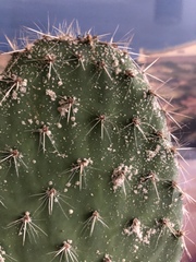 Help! What’s wrong with my big cactus!