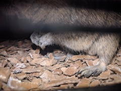 Mouse or rat? Pic included