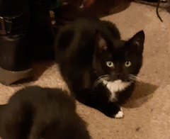 New (rescue) kittens, very skitty any tips? [Edited by MNHQ to correct typo]