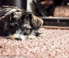 Can you help get Poppy home?