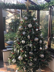 Let’s see your Christmas trees 🎄
