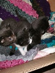 Meet my foster kitty