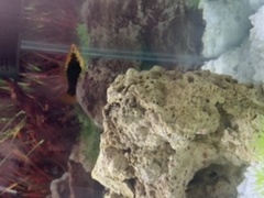 Is my Platy fish pregnant?