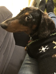 Anyone got a festive doggy to show off!
