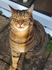 Thug Cat part 2. What, has this thing appeared again tonight?