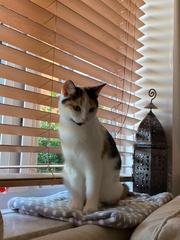 Can I introduce you to my gorgeous new kitten?