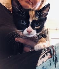 Help me name my new kitten!