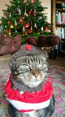 Cat in a festive hat