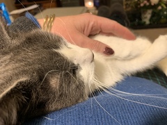 To now prefer cats to dogs?