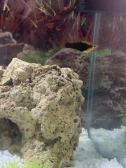 Is my Platy fish pregnant?