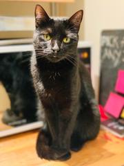 Why is it only kitten pairs in rescues?