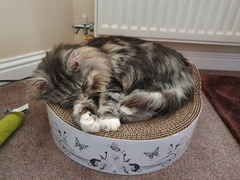 Why does anyone buy a dedicated cat bed?