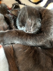 Anyone else have an elderly cat ours is 21!!