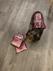 Anyone got a festive doggy to show off!