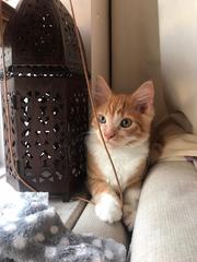 Can I introduce you to my gorgeous new kitten?