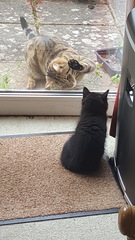 Next door's -thug- cat