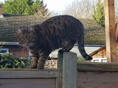 Thug Cat part 2. What, has this thing appeared again tonight?